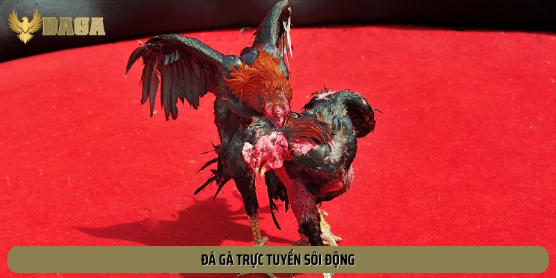 Đá gà là sản phẩm chủ đạo làm nên thành công lớn của nhà cái